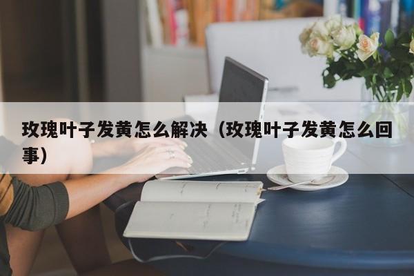 玫瑰叶子发黄怎么解决（玫瑰叶子发黄怎么回事） 